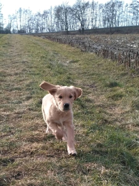 Hazel