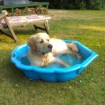 Yoshi im Pool Yoshi im Pool