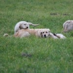Fotos erstes B-Wurf Treffen