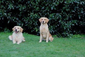 Formwertbeurteilung - Lucy und Abby