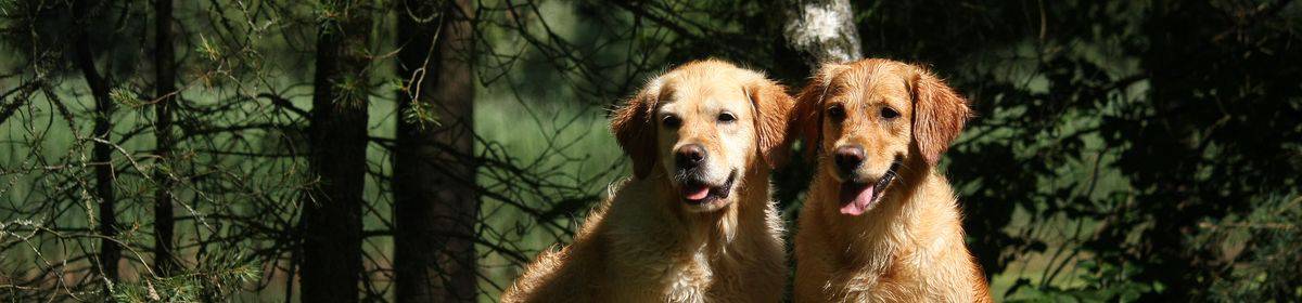 Thimm´s Retriever