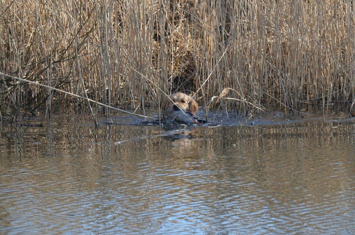 Belina aus unserem B-Wurf hat die Jugendprüfung für Retriever bestanden