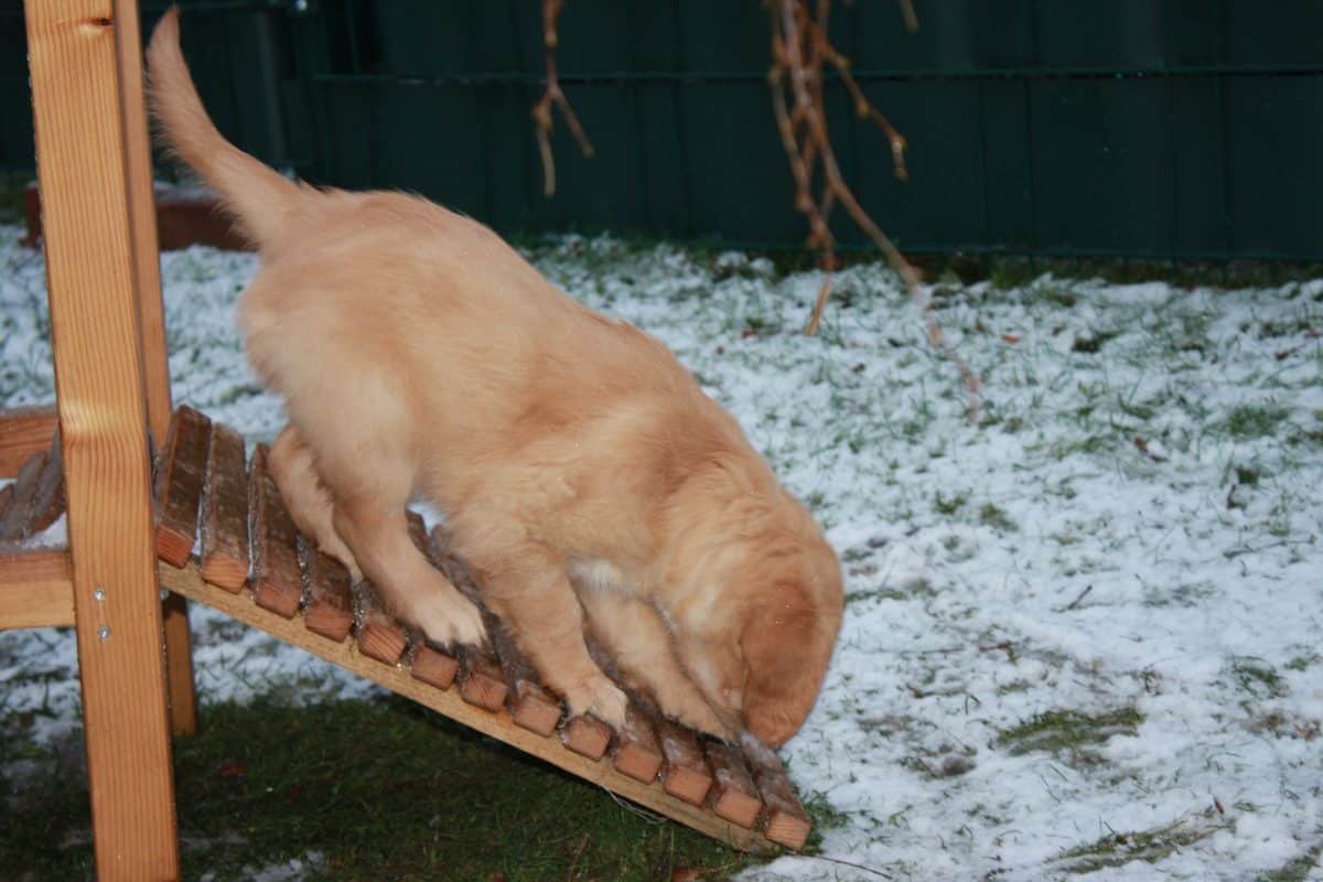 Jetzt hat die Bande auch Spaß im Schnee gehabt