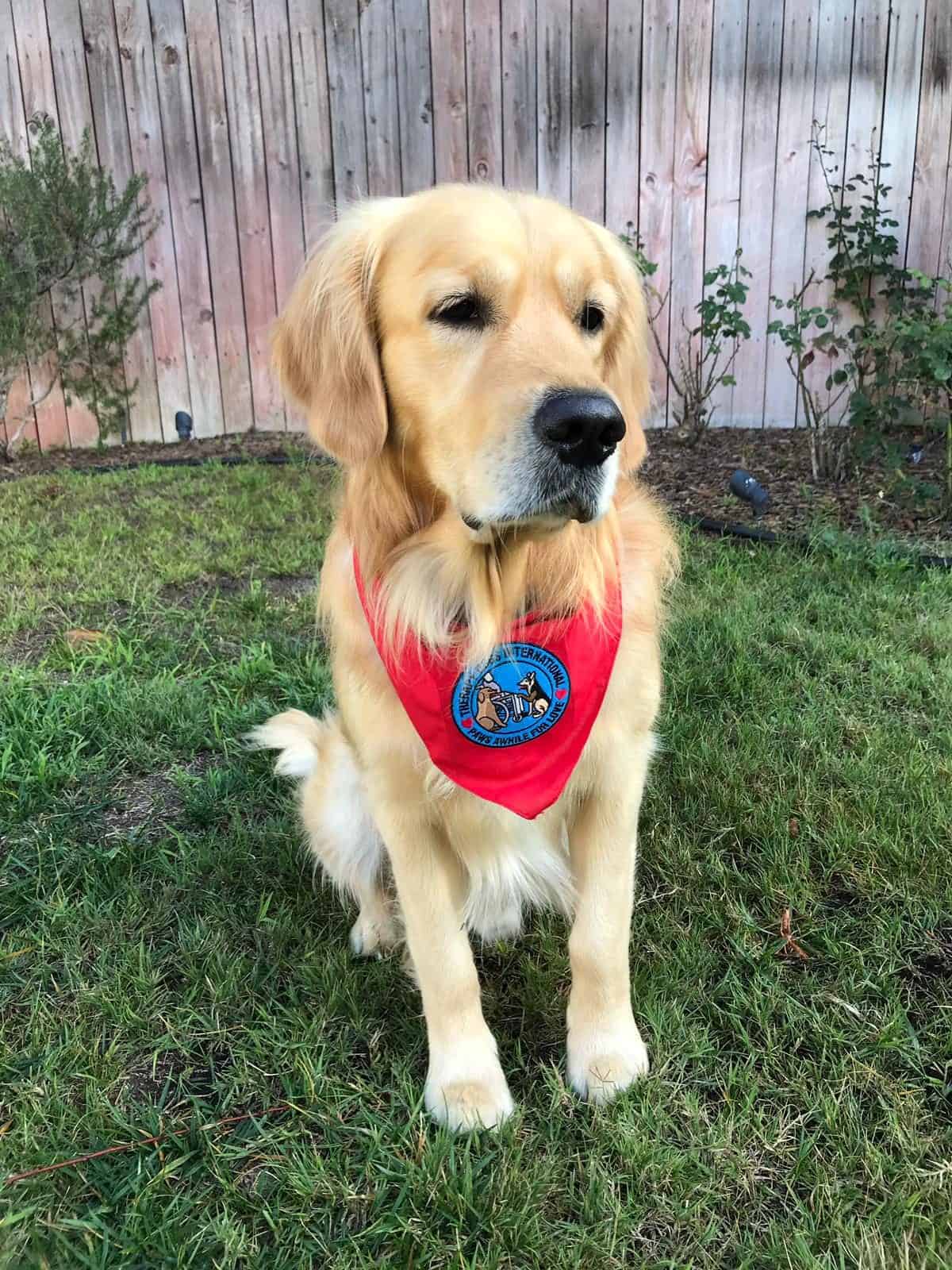 Koby hat die Prüfung zum Therapy Dog mit Bravour gemeistert