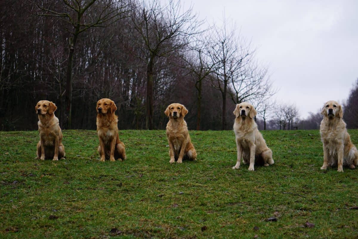 v.l. Luana, Chester, Abby , Holly, Maja