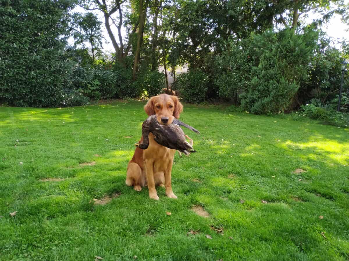 Juno hat die Jagdliche Anlagensichtung bestanden