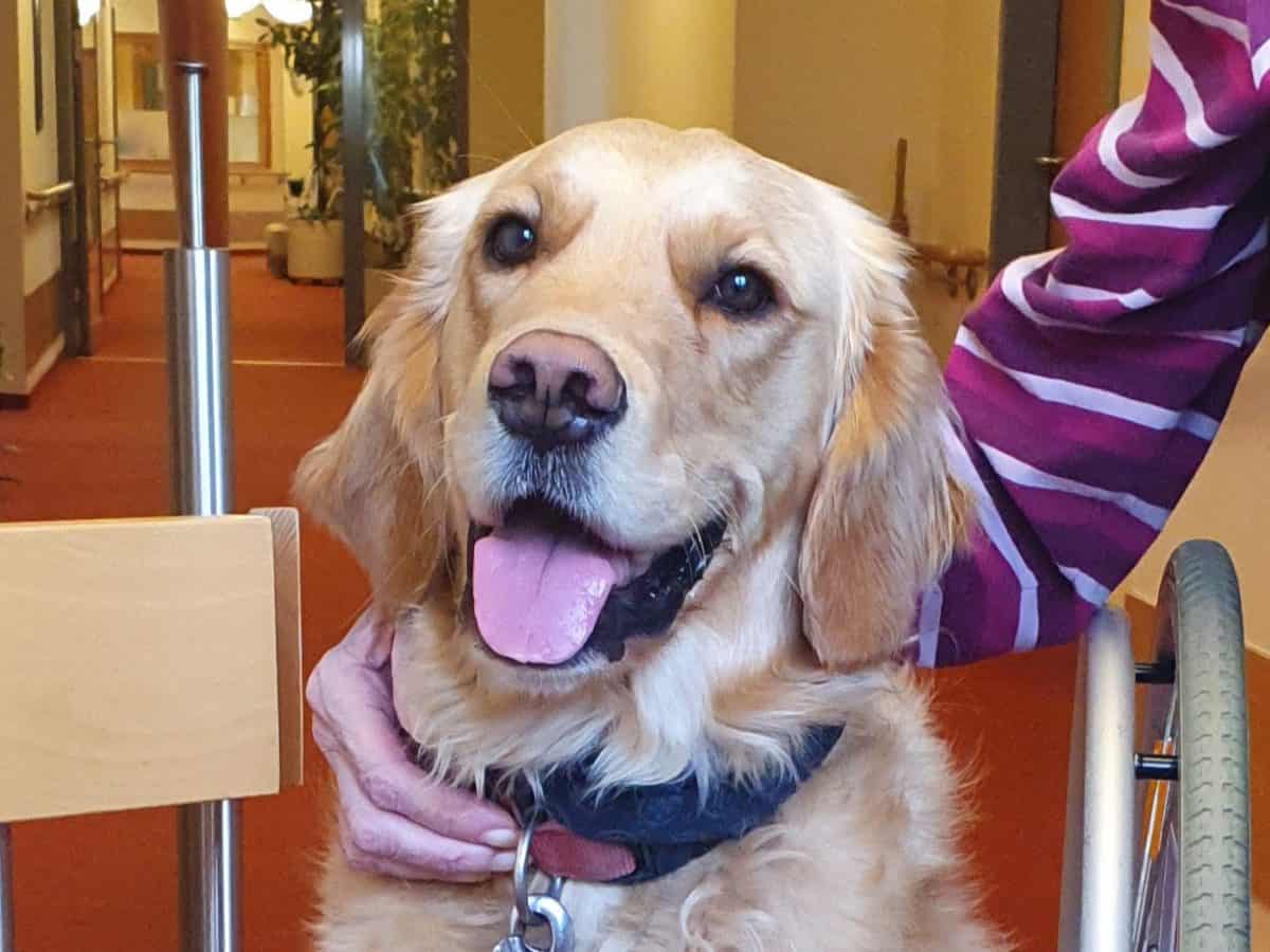 Bonnie aus unserem C-Wurf ist jetzt geprüfter Besuchshund